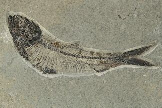 Eocene Fossil Fish (Knightia) - Wyoming #222853
