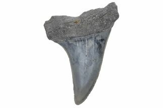 Fossil Mako Tooth - Lee Creek (Aurora), NC #220207