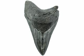 Fossil Megalodon Tooth - South Carolina #208595