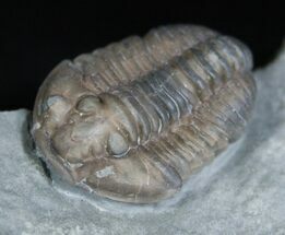 Flexicalymene Retrorsa Trilobite #2297