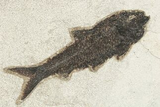 Fossil Fish (Knightia) - Huge For Species #222922