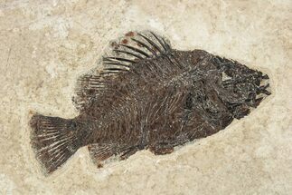 Fossil Fish (Cockerellites) - Green River Formation #222925