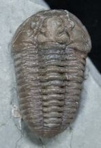 Very D Flexicalymene Trilobite #2299