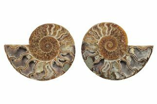 Bargain, Cut & Polished, Agatized Ammonite Fossil - Madagascar #223175