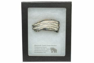 Mammoth Molar Slice with Case - South Carolina #217911