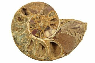 Jurassic Cut & Polished Ammonite Fossil (Half) - Madagascar #223246
