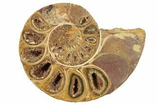 Jurassic Cut & Polished Ammonite Fossil (Half) - Madagascar #223249
