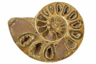 Jurassic Cut & Polished Ammonite Fossil (Half) - Madagascar #223253