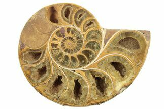 Jurassic Cut & Polished Ammonite Fossil (Half) - Madagascar #223260