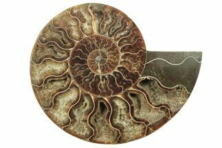 Cut & Polished Ammonite Fossil (Half) - Madagascar #223209