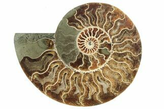 Cut & Polished Ammonite Fossil (Half) - Madagascar #223217