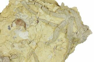 Rare Ordovician Starfish With Crinoid & Trilobite Fossils - Oklahoma #145033
