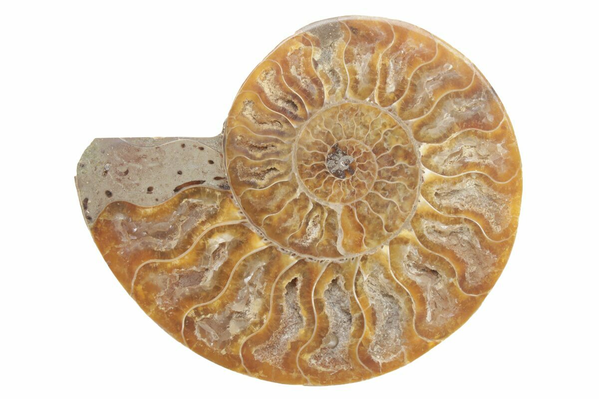 Choose Your Favourite One Ammonite Half 25-30mm Polished A Grade Madagascar 
