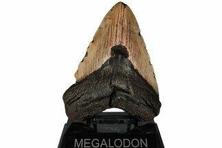 Fossil Megalodon Tooth - North Carolina #223628