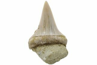 Fossil Mako Shark Tooth - Bakersfield, CA #223706