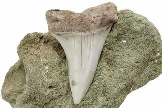 Fossil Mako Shark Tooth On Sandstone - Bakersfield, CA #223708