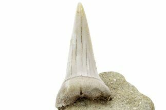 Fossil Mako Shark Tooth On Sandstone - Bakersfield, CA #223714