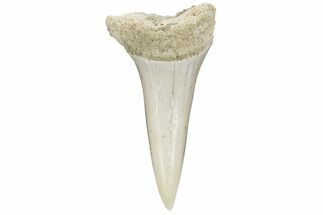 Fossil Shark Mako Tooth - Bakersfield, CA #223736
