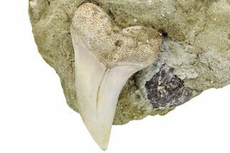 Hooked Mako Shark Tooth Fossil On Sandstone - Bakersfield, CA #223738