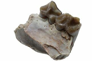 Oreodont (Merycoidodon) Jaw Section - South Dakota #223600