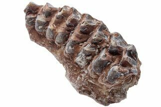 Oreodont (Merycoidodon) Jaw Section - South Dakota #223605