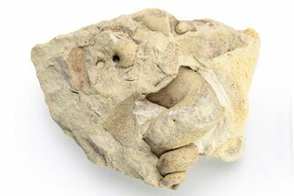 Ordovician Gastropod (Lophospira) Fossil - Wisconsin #224340