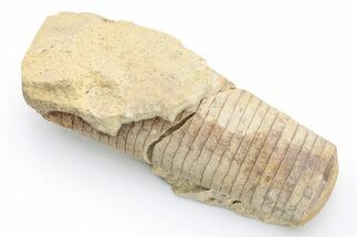 Ordovician Nautiloid Cephalopod (Cartersoceras) Fossil -Wisconsin #224343