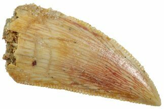 Serrated, Raptor Tooth - Real Dinosaur Tooth #224170