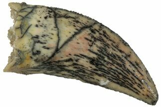 Serrated, Raptor Tooth - Real Dinosaur Tooth #224196