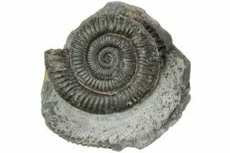 Ammonite (Dactylioceras) Fossil - England #223845