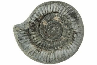 Ammonite (Dactylioceras) Fossil - England #223846