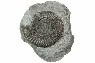 Ammonite (Dactylioceras) Fossil - England #223869