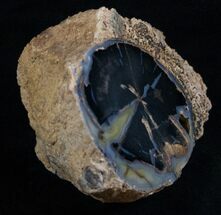 Polished Blue Forest Petrified Wood Limb - Wide #13663