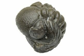 Wide, Enrolled Austerops Trilobite - Morocco #224095