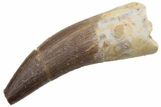 Fossil Plesiosaur (Zarafasaura) Tooth - Morocco #224429