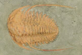 Cambrian Trilobite (Hamatolenus) - Tinjdad, Morocco #224719