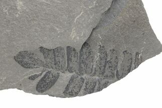 Pennsylvanian Fossil Fern (Neuropteris) Plate - Kentucky #224628