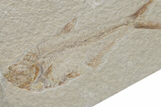 Fossil Fish (Diplomystus) - Green River Formation #224655