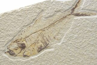 Fossil Fish (Diplomystus) - Green River Formation #224661
