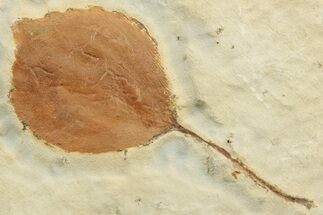 Fossil Leaf (Zizyphoides) - Montana #223803