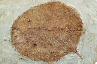 Fossil Leaf (Zizyphoides) - Montana #223818