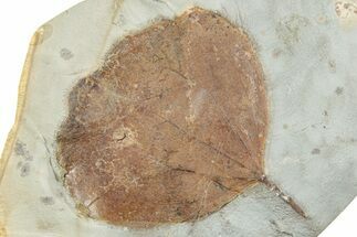 Fossil Leaf (Zizyphoides) - Montana #223820