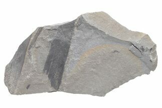 Pennsylvanian Horsetail (Calamites) Stem Plate - Kentucky #224717