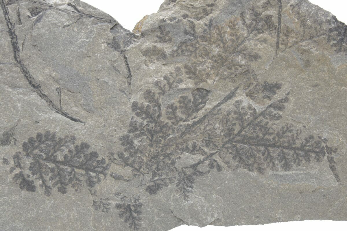 4.2" Pennsylvanian Fossil Fern (Sphenopteris?) Plate Kentucky