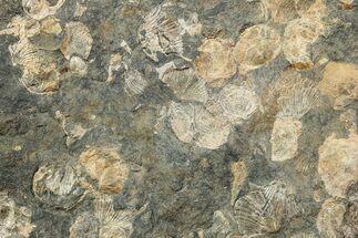 Pennsylvanian Fossil Brachiopod Plate - Kentucky #224728