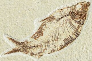 Fossil Fish (Knightia) - Wyoming #224528