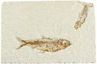 Two Detailed Fossil Fish (Knightia) - Wyoming #224551