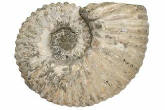 Bumpy Ammonite (Douvilleiceras) Fossil - Madagascar #224610