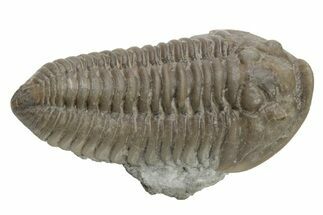 Long Prone Flexicalymene Trilobite - Stonelick, Ohio #224880