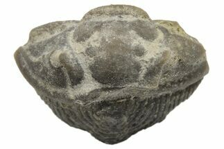 Bargain, Wide Enrolled Flexicalymene Trilobite - Mt Orab, Ohio #225003